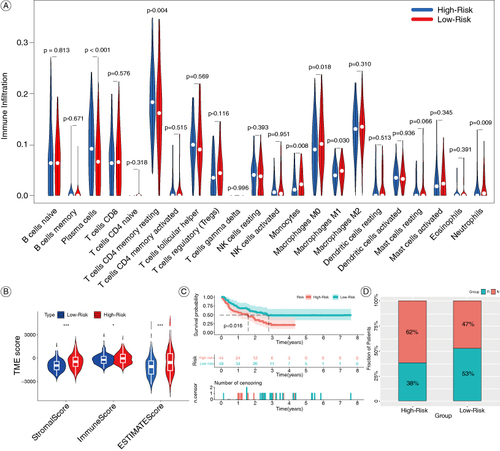 Figure 7. Comparisons of immune features and the response to immunotherapy in the high-risk and low-risk groups. (A) Violin diagram of the proportion of 22 types immune cell in the two groups. (B) Violin diagram of the ImmuneScore, StromalScore and ESTIMATEScore between the high-risk and low-risk groups. (C) Kaplan-Meier OS curves for immunotherapy patients in the META-cohort. (D) Percentages of patients responding to immunotherapy.*P < 0.05; ***P < 0.001.OS: Overall survival.