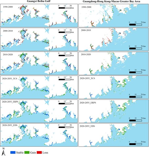 Figure 5. Spatial distribution of stable, gain, and loss areas of mangrove forests in the Guangxi Beibu Gulf and Guangdong–Hong Kong–Macao Greater Bay Area in 1990–2020 and 2020–2035.