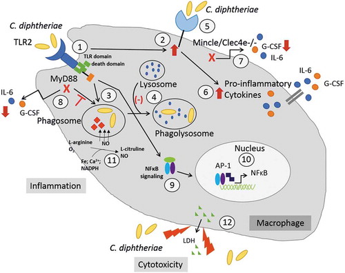 Figure 6. C. diphtheriae recognition by macrophages. Binding of C. diphtheriae by TLR2 (1) leads on the one hand to upregulation of the C-type lectin receptor Mincle (2) and on the other hand, to phagocytosis of the bacteria (3), resulting in phagosome-lysosome fusion, which is somehow delayed by C. diphtheriae (4). Furthermore, binding of C. diphtheriae to Mincle (5) triggers the production of pro-inflammatory cytokines (6), which was confirmed by reduced cytokine production in Clec4e−/- cells (7). Additionally, in Myd88-deficient cells the cytokine production as well as the uptake of the bacteria was completely blocked (8). Further signs of inflammation caused by pathogenic corynebacteria are the activation of NFκB-signaling (9), resulting in upregulation of pro-inflammatory genes (10), and the production of nitric oxide (NO) (11). In case of the infection of THP-1 cells, a cytotoxic effect of C. diphtheriae was detectable by LDH release (12).