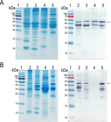 Figure 3. The reactivity of MAb 6E4 with heat-inactivated fish extracts obtained from diffferent manufacturers. A: fish extracts from manufacturer M1; B: fish extracts from manufacturer M2. The left panel: SDS-PAGE, the right panel: Western blot with MAb 6E4. Lane 1: protein molecular weight marker; lane 2: the cod fish extract; lane 3: the carp extract; lane 4: the herring extract; lane 5: the salmon extract. The migration position of full-length β-enolase indicated by an arrow.