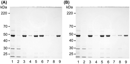 Fig. 5. Solubility changes to insolubilized canavalin.