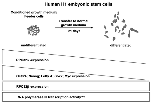 Figure 4 Regulation of RNA polymerase III transcription during differentiation of human H1 embryonic stem cells.