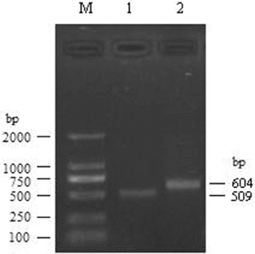 Figure 1. RACE results for watermelon Rab18 gene. M, DL2000 DNA markers; 1, 3′-RACE product for watermelon Rab18 gene; 2, 5′-RACE product for watermelon Rab18 gene.