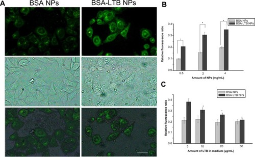 Figure 5 In vitro uptake ability of NPs.Notes: Fluorescent microscopy analysis of the uptake of FITC-labeled BSA NPs and FITC-labeled BSA-LTB NPs in SMMC-7721 cells. The scale bar is 50 μm (A). Fluorescence spectrum analysis of the uptake of FITC-labeled BSA NPs and FITC-labeled BSA-LTB NPs in SMMC-7721 cells (n=3, *P<0.05, versus the corresponding BSA NPs) (B). Fluorescence spectrum analysis of the uptake of NPs labeled by FITC incubated with SMMC-7721 cells for 6 hours in media containing different amounts of free LTB (n=3, *P<0.05, versus the corresponding NP groups in media containing 5 μg/mL of LTB) (C).Abbreviations: BSA, bovine serum albumin; FITC, fluorescein isothiocyanate; LTB, heat-labile enterotoxin subunit B; NP, nanoparticle.