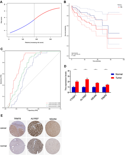 Figure 6 (A) Validation cohort was used to validate the genes. (B) Kaplan–Meier curves showing overall survival of patients in the high-risk and low-risk groups. (C) The area under the curves of time-dependent ROC curves indicates the risk score’s prognostic performance. (D) Results of quantitative real-time PCR analysis (***, p < 0.001). (E) The HPA database was used in order to determine protein expression level via immunohistochemistry (IHC) staining and the IHC images were obtained from the HPA database.