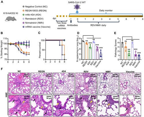 Figure 8. Evaluation of anti-SARS-CoV-2 drug by K18-hACE2 KI mouse model. (A) Schematic of experimental design for anti-SARS-CoV-2 neutralizing antibody, mRNA vaccine, and drug treatment. Twelve-week-old K18-hACE2 KI mice were injected with 10 mg/kg REGN10933 or 4G4 at – 1 dpi, or treated with 25 mg/kg Remdesivir (RDV) daily by intraperitoneally injection from 0 to 5 dpi, or treated with 300 mg/kg Nirmatrelvir (NMV) daily by oral gavage from 0 to 5 dpi. For mRNA vaccine, mice received the first dose of mRNA vaccine intramuscularly 6 weeks prior to infection, followed by the second dose 3 weeks before infection. All groups K18-hACE2 KI mice were infected i.n. with 2.5 × 102 PFU SARS-CoV-2 WT viruses at 0 dpi. Mice that lost over 20% of their starting body weight were euthanized. Infected mice were monitored and evaluated at the indicated time for (B) body weight changes (n = 4), (C) survival (n = 4) and (D) viral N gene copy numbers at experimental endpoint. (E) Pathology scores. (F) The lungs of K18-hACE2 KI mice collected at experimental endpoint were subjected to H&E staining and histology scoring. The scale bar is shown in each section. The black arrow indicates the lung tissue damage, the yellow arrow indicates the infiltration of monocytes. One-way ANOVA with Tukey’s multiple comparison test was used. ***, P < 0.001; **, P < 0.01; ns, not significant, P > 0.05. Error bars represent the means with SEMs in (B) and the means with SDs elsewhere.