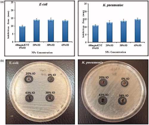 Figure 7. The antibacterial activity induced by composite carbon nanotube/iron oxide particles against two Gram-negative pathogens: (a) histograms and (b) images of inhibition zone.