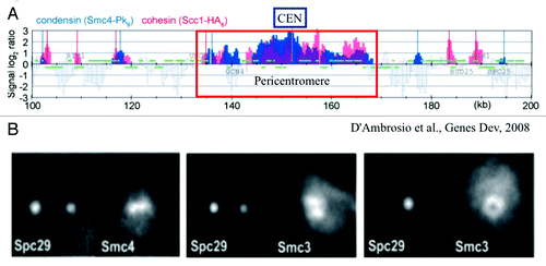 Figure 1. Population distribution vs. single cell distribution of cohesin (Scc1 and Smc3 subunits) and condensin (Smc4). (A) Smc4 and Scc1 are enriched in the pericentromere (~35 kb) surrounding the centromere (CEN). The distribution patterns appear similar in range and intensity. Adapted from reference Citation9. (B) Fluorescence images of Smc4 and Smc3 in single cells. Three pairs of cells are shown. (left panel) The mitotic spindle is parallel to the plane of focus and the two spindle pole bodies appear as two diffraction spots due to labeling the spindle pole protein Spc29 with RFP. Condensin (Smc4-GFP) appears as a line along the spindle axis between the two spindle poles. (middle panel) The mitotic spindle viewed from the perspective as left. Cohesin (Smc3-GFP) appears as a bi-lobed structure radially displaced from the spindle axis. (right panel) The mitotic spindle is perpendicular to the plane of focus. Only one spindle pole body is in focus (Spc29-RFP). Smc3-GFP is concentrated around the spindle, and appears as a hollow cylinder. Pericentric cohesin (Smc3-GFP) is best modeled as a hollow cylinder surrounding the mitotic spindle (Stephens et al., 2013). The diameter of the cohesin cylinder is ~500 nm, the cylindrical spindle ~250 nm. Adapted from reference Citation11.