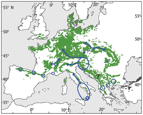 Figure 14. Suggested location of refugial areas for Fagus sylvatica during the last glacial maximum (blue circles) and the major spread into Europe during the Holocene (blue arrows). The green shaded areas are the present native range of F. sylvatica. Modified from Magri et al. (Citation2006).