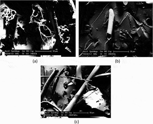 Figure 4. SEM micrograph of fractured impact test specimen of a) kenaf b) kapok and c) kenaf & kapok hybrid composite.
