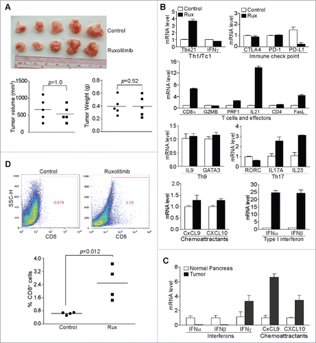 Figure 2. Ruxolitinib-mediated tumor suppression depends on host T cells in vivo. (A) PANC02-H7 cells were transplanted to the pancreas of Rag1 KO mice. Five days later, the tumor-bearing mice were treated with solvent (control, n = 5) or Ruxolitinib (n = 5) daily for 10 d. The orthotopic tumors were dissected from tumor-bearing mice 15 d after tumor transplant. Shown are images of the dissected tumors. Tumors were measured using a digital caliber. The tumor volume was calculated by the formula of length × width2/2 and presented at the left panel. Tumor weights of the control and treatment group are presented at the right panel. (B) Tumor tissues from control (n = 4) and Ruxolitinib-treated (n = 4) tumor-bearing mice were dissected 15 d after tumor transplant as in (A) and analyzed by real-time PCR to determine the levels of Th1/Tc1 cell markers, immune checkpoint molecules, T cells and T cell effector molecules, Th9, Th17 cell markers, T cell chemoattractants and type I interferons using the indicated gene-specific PCR primers. Column: Mean; Bar: SD. (C) RNAs were isolated from normal pancreas (n = 5) and orthotopic pancreatic tumor tissues (n = 5) and analyzed by real-time PCR for interferons and T cell chemoattractants using the indicated gene-specific PCR primers. (D) Tumor tissues from control (n = 4) and Ruxolitinib-treated (n = 4) tumor-bearing mice were dissected 15 d after tumor transplant as in A to be prepared for single cells. The cells were stained with fluorescent-conjugated anti-mouse CD8α mAb and analyzed by flow cytometry. Top panels show percentage of CD8+ cells in the tumor tissues of one representative mouse of the control and the ruxolitinib-treated tumor-bearing mice, respectively. Bottom panel: quantification of % CD8+ T cells in the tumor tissues.