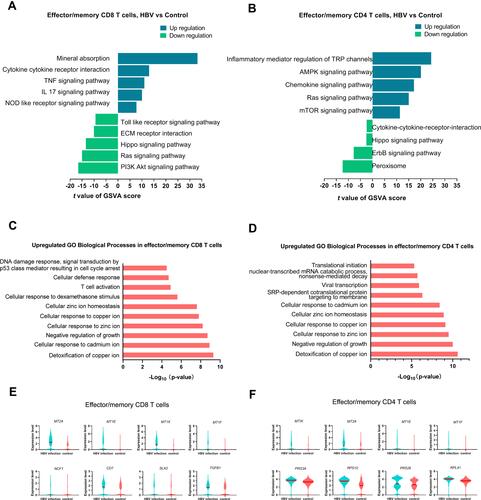 Figure 3 Transcriptomic differences between HBV-infected and healthy samples in effector/memory T cells. (A and B) Top five differences in pathway activities related with T cell functions between HBV-infected and healthy samples in effector/memory CD8+ and CD4+ T cells estimated by GSVA. There were only 4 significant pathways significant in down-regulation in effector/memory CD4+ T cells. (C and D) Top 10 upregulated GO biological processes in HBV-related samples compared with healthy samples in effector/memory CD8+ and CD4+ T cells. (E) Upregulated genes related with top 10 GO biological processes in effector/memory CD8+ T cells in HBV-related samples (fold-change > 1.2, p value < 0.05). (F) Upregulated genes related with top 10 GO biological processes in effector/memory CD4+ T cells in HBV-related samples (fold-change > 1.2, p value < 0.05).