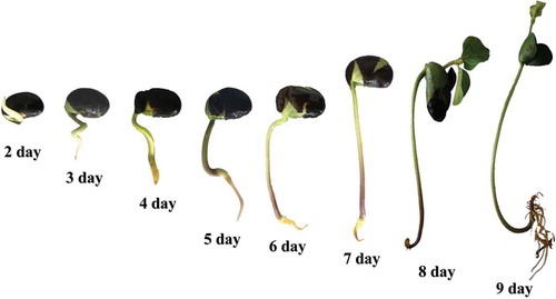 Figure 1. The germinated black soybean sprouts.
