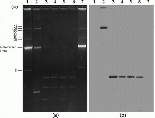 Figure 1.  Plasmids DNAs of qnrB-positive Salmonella isolates, their transconjugants, and positive control strain (1a) and southern hybridization of plasmid DNAs with qnrB-specific probe (1b). Lanes 1 and 7, BAC-Tracker Supercoiled DNA ladder (Epicentre Biotechnologies, Madison, Wisconsin, USA) used as a negative control and a reference for estimation of plasmid size; lane 2, E. coli, as a qnrB-positive control; lane 3, S. Senftenberg (SS84); lane 4, TSS84 (transconjugant); lane 5, S. Senftenberg (SS87); lane 6, TSS87.
