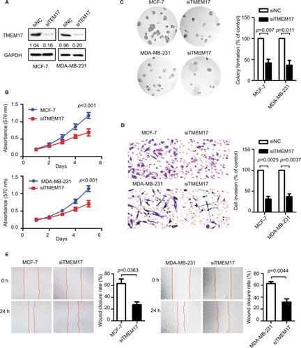 Figure 2 TMEM17 knockdown inhibited proliferation, colony formation, invasion, and migration of MCF-7 and MDA-MB-231 cells. (A) Interference efficiency in MCF-7 and MDA-MB-231 cell lines after TMEM17 was knocked down by siRNA. (B) MTT assay shows that TMEM17 interference significantly inhibited proliferation in MCF-7 (the fifth day, p<0.001) and MDA-MB-231 (the fifth day, p<0.001) cells. (C) Colony formation assays revealed that TMEM17 knockdown significantly decreased the number of colonies of MCF-7 (p=0.007) and MDA-MB-231 (p=0.011) cells. (D) Transwell analysis revealed that TMEM17 knockdown inhibited the invasion of MCF-7 (p=0.0025) and MDA-MB-231 (p=0.0037). (E) Wound assay revealed that TMEM17 silencing also inhibited the migration of MCF-7 (p=0.0363) and MDA-MB-231 cells (p=0.0044).Abbreviations: siRNA, small interfering RNA; siNC, small interfering negative control.