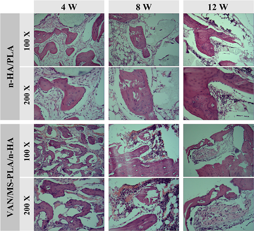 Figure 7 Histopathology of femoral defects in different scaffold groups observed at 4, 8, and 12 weeks.
