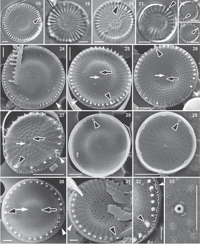 Figs 18–33. Populations from Lake Balaton (Figs 18, 19, 21–29, 32, 33) and France (Figs 20, 30, 31), LM and SEM. Black arrowheads: rimoportula, white arrowhead: vestibule; black arrows: valve face fultoportula; white arrows: the pit corresponding to the position occupied by the valve face fultoportula of the sibling valve. Scale bars = 2 µm (Figs 18–29) and1 µm (Figs 30–33).