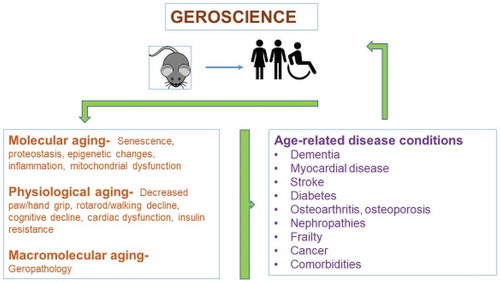 Figure 1. The relationship between biological aging and age-related diseases can be studied as a multidisciplinary field known as geroscience. Aging mice can be used as models of human aging to investigate the effect of aging on age-related diseases.