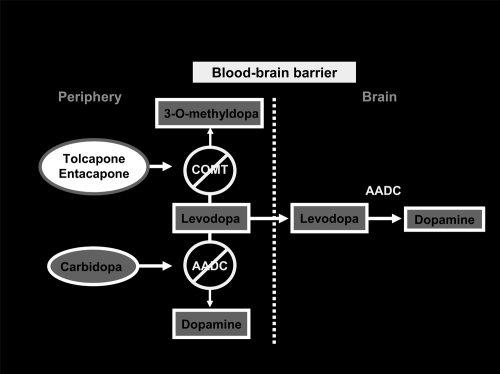 Figure 1 COMT-I: mechanism of action.