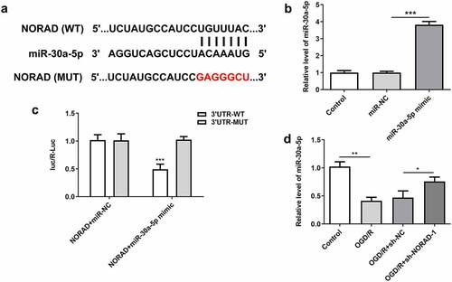 Figure 5. LncRNA NORAD served as a molecular sponge for miR-30a-5p and negatively regulated miR-30a-5p expression. (a) Bioinformatics analysis predicted the binding site of lncRNA NORAD to miR-30a-5p. (b) Cells were transfected with miR-30a-5p mimic and the overexpression efficiency was validated by RT-qPCR analysis. (c) Luciferase reporter assay verified the binding relationship of lncRNA NORAD and miR-30a-5p. (d) OGD/R-injured SH-SY5Y cells were transfected with sh-NC or sh-NORAD. miR-30a-5p level was detected by RT-qPCR. *P < 0.05, **P < 0.01, ***P < 0.001