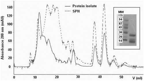 Figure 1. Gel filtration chromatography of the sunflower protein isolate (—) and the final sunflower protein hydrolysate (- - - ) on Superose 12 HR 10/30. Inset: SDS-PAGE of sunflower protein hydrolysates (SPHs); MW, molecular weight markers (kDa).