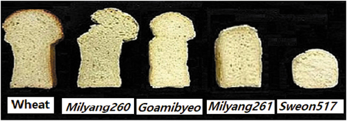 Figure 2. Rice breads.