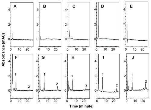 Figure 2 HPLC chromatograms of (A) blank plasma, (B) blank feces, (C) blank urine, (D) blank serosal fluid, (E) blank sac tissue, (F) plasma sample obtained from the jugular vein at 30 minutes after HMw-NPC administration (50 mg/kg, orally), (G) feces, and (H) urine samples collected by metabolic cages at 12–24 hours after HMw-NPC administration (50 mg/kg, orally), (I) serosal fluid, and (J) sac tissue samples incubated HMw-NPC at 100 μg/mL for 60 minutes. Peak 1, 2-(4′-hydroxybenzeneazo)benzoic acid (as internal standard); peak 2, curcumin.Abbreviation: HMw-NPC, curcumin encapsulated in high molecular weight PLGA.