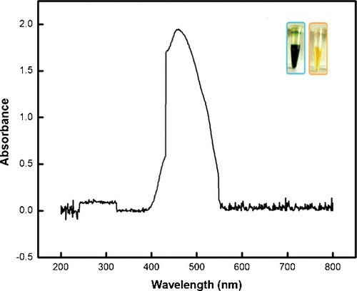 Figure 2. UV-visible spectra of the synthesised Ag NPs; inset: reaction mixture/extract before (left) and after (right) Ag NP biosynthesis.