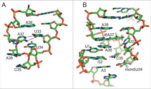 Figure 2. Effect of base 37 modification in tRNASec. (A) Unmodified murine tRNASec displays a disordered anticodon loop. Instead of forming a U-turn, U33 base pairs with unmodified A37 leading to an anticodon incapable of interaction with the codon.Citation78 (B) Model of fully modified tRNASec decoding the codon in the ribosome. The model was generated by the authors using MacPyMOL (Schrödinger) software and is based on PDB 2UUC containing a bacterial tRNAVal carrying 5-Oxoacetic acid-modified U34 and N6-Methyladenosine at position 37.Citation80