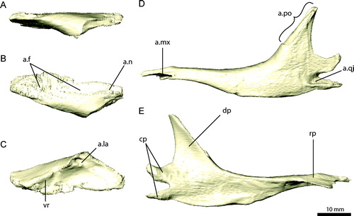 FIGURE 6. Right prefrontal and left jugal of Erlikosaurus andrewsi (IGM 100/111). Right prefrontal in A, lateral, B, dorsal, and C, ventral views. Left jugal in D, lateral and E, medial views. Abbreviations: a.f, frontal articulation; a.la, lacrimal articulation; a.mx, maxilla articulation; a.n, nasal articulation; a.po, postorbital articulation; a.qj, quadratojugal articulation; cp, caudal process; dp, dorsal (postorbital) process; rp, rostral (maxillary) process; vr, ventral ridge.