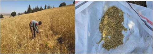 Figure 3. Manual harvesting of emmer wheat and shattered seeds.