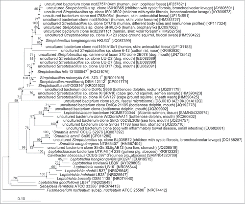 Figure 1. Maximum parsimony (MP) tree showing the phylogenetic relationship of cultured Leptotrichiaceae species and those only represented by environmental 16S rRNA gene sequences. The tree was calculated in ARB using DNAPARS and based on 16S rRNA gene sequences spanning at least gene termini 97 to 1356.Citation138 Shorter sequences were added after tree construction without changing the overall tree topologies. Large circles represent nodes that were at least also present with high bootstrap support in the Maximum likelihood (ML) tree. Small circles mark nodes that were also present in the MP and neighbor joining tree, but in the ML tree only supported by bootstrap values <70%. GenBank/EMBL/DDBJ accession numbers of the sequences are given in parentheses. Numbers at branch nodes refer to bootstrap values >70% (100 replicates). Fusobacterium nucleatum subsp. nucleatum ATCC 25586T was used as outgroup. Bar: 0.1 nucleotide substitutions per nucleotide position. T marks type strain sequences.