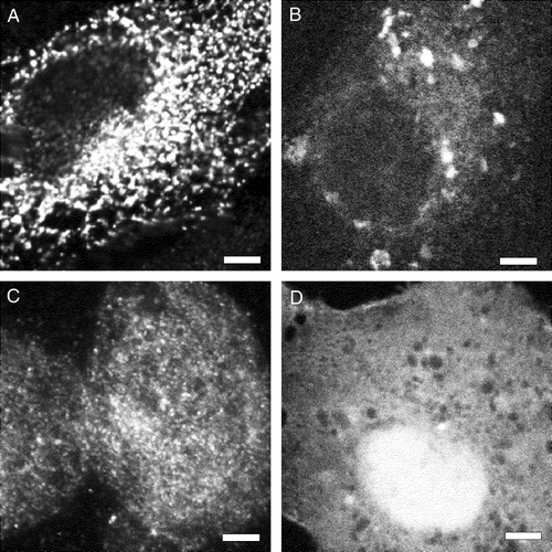 Figure 6.  The hydrophobic N-terminal sequence of sAnk1 targets a reporter protein to intracellular membranes in HEK 293 and COS-7 cells. The plasmid cDNAs encoding either myc-tagged β-galactosidase (A,C) or DS-Red (B,D), with (A,B) and without (C,D) the N-terminal hydrophic sequence of sAnk1 (see Figure 1), were introduced into HEK 293 (A,C) or COS-7 (B,D) cells. One day later, transfected COS-7 cultures were fixed and observed under fluorescence optics; HEK 293 cultures were fixed, permeabilized, labeled by immunofluorescence with antibodies to the myc tag or to β-galactosidase, and observed. The forms of DS-Red and lac Z containing the N-terminal hydrophobic sequence of sAnk1 were present in reticular or vesicular compartments within the cells (A,C), whereas the forms lacking this sequence were present more uniformly in the cytoplasm (B,D). Scale bar, 5 µm.