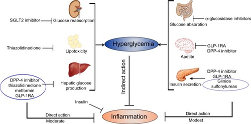 Figure 1 Impact of antidiabetic agents on inflammation.Notes: Antidiabetic drugs indirectly decrease inflammation by controlling hyperglycemia by acting on respective target tissues. Hypoglycemic agents also have direct anti-inflammatory activity independent of their effect on hyperglycemia.Abbreviations: SGLT2, sodium–glucose cotransporter type 2; GLP-1RA, glucagon like peptide-1 receptor agonist; DPP-4, dipeptidyl peptidase-4.