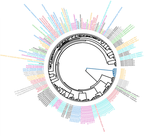 Figure 3. Hierarchical tree and weight GWAS. Different breeds of dogs are shown on a hierarchical clustering tree based on their genotypes and each breed is assigned with a unique colour.