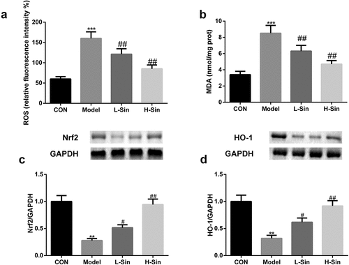 Figure 3. Sinomenine relieved oxidative stress through activation of the Nrf2/ARE signaling pathway a-b ROS and MDA levels in Ang II-treated H9C2 cells c-d Protein expression of Nrf2 and HO-1 was measured by western blotting. **p < 0.01, ***p < 0.001 vs. CON. #p < 0.05, ##p < 0.01 vs. Model
