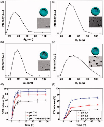 Figure 1. Size distribution and morphology of NPs (A), NP-PTX (B), NP-DOX (C) and NP-PTX-DOX (D) measured by DLS and TEM, respectively. Scale bar = 100 nm. In vitro release of DOX (E) and PTX (F) from NP-PTX-DOX in PBS (pH 7.4), PBS (pH 5.5), and PBS (pH 7.4, 5 mM GSH). Data are shown as mean ± SD (n = 3).