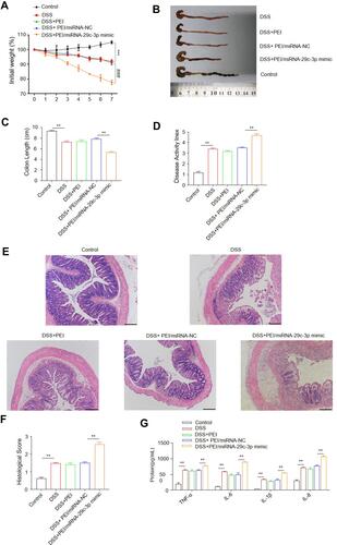 Figure 6 MiR-29c-3p mimics treatment aggravates DSS-induced mice colitis. DSS-treated mice were intracolonically introduced with miR-29c-3p mimics. Mice were euthanatized 7 days after DSS treatment and the severity of colitis was evaluated. (A) Changes of body weight of mice of different groups are shown as the percentage of initial weight. ***Indicates P<0.001, DSS group versus control group. ###Indicates P<0.001, DSS+PEI/miR-29c-3p mimics group versus DSS+PEI/miR-NC group. (B) Colon gross morphology of different groups. (C) Colon length in the indicated groups. (D) The disease activity index (DAI). (E) Macroscopic evaluation of colon inflammation. X200 Magnification. (F) The histological scores. (G) The protein levels of IL-1β, IL-6, IL-8 and TNF-α in the colon tissues of mice in different groups. ** and *** indicates P<0.01 and 0.001, respectively.