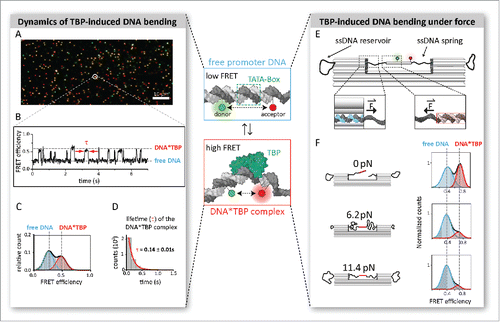 Figure 1. Modern single-molecule approaches to deduce biophysical parameters of TBP-induced promoter DNA bending. TBP associates with the DNA at the TATA-box. FRET between a donor and acceptor fluorophore placed on the DNA allows the quantification of TBP-induced DNA bending. TBP-free DNA exhibits a low FRET efficiency, while association of TBP results in a bent state with high FRET efficiency due to a closer spatial arrangement of the dyes. (A) FRET can be measured on the single-molecule level using for example total internal reflection (TIRF) microscopy. Here, the labeled DNA is immobilized on a biocompatible surface. Shown is a camera image of the immobilized DNA in the sample chamber with donor-labeled molecules in green, acceptor-labeled molecules in red and DNA that carry both dyes in yellow. (B) The FRET signal of hundreds of individual DNA molecules can be monitored simultaneously over time. This way, dynamic events like the association and dissociation of TBP can be detected by a rapid change in FRET efficiency. From these measurements, the distribution between low FRET (free DNA) and high FRET (TBP*DNA complex) states can be calculated (C) and the lifetime (τ) of the TBP–DNA complex can be derived (D). (E) The arrival of new nanotechnological tools allows force-dependent measurements of TBP-induced DNA bending. A nanosized force clamp built from DNA harbors single-stranded DNA sections that act as entropic springs, thereby exerting controlled tension on the double-stranded promoter DNA segment. TBP-induced conformational changes in the DNA can be monitored by single-molecule FRET. (F) The exerted force depends on the length of the spring and can be adjusted to forces in the low piconewton range. The high FRET population gradually disappears with increasing forces and bending is almost completely suppressed at 11.4 pN.