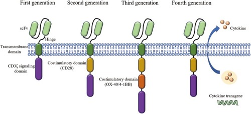 Figure 3 Four generation of CARs: The first generation contains a single-chain fragment of variable region (scFv) and CD3ζ signaling domain. Costimulatory molecules such as CD28 are added in the second generation. Third-generation CARs include more signaling domains. The fourth generation are characterized by addition of cytokine transgenes like IL-12 and IL-15.