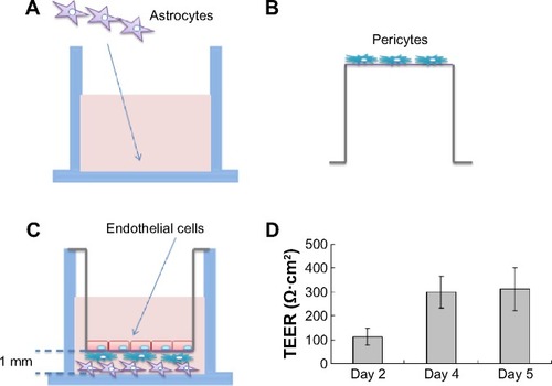 Figure 3 Schematic drawing of the preparation of the in vitro blood–brain barrier model.Notes: (A) Rat astrocytes were seeded at the bottom of 12-well plates, while (B) rat brain pericytes were seeded at the against-lumen side of Transwell® membranes of inverted cell culture inserts. After 4 hours, (C) endothelial cells were seeded into the luminal compartment of the inserts having pericytes on the other side and positioned into the 12-well plates containing the astrocytes. (D) TEER (expressed as Ω·cm2) of the blood–brain barrier model, measured on different days. Data are presented as mean ± SD (n=3).Abbreviations: SD, standard deviation; TEER, transendothelial electrical resistance.