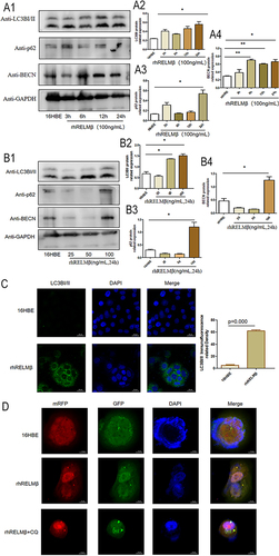 Figure 2 RELMβ promotes autophagic effects. (A), rhRELMβ promotes autophagy protein expression in 16HBE cells in a time-dependent manner (A1), Western blot analysis of the expression of autophagy proteins p62, LCB3I/II, and BECN in 16HBE cells; (A2–4), Densitometric analysis of the corresponding protein grayscale values). (B), rhRELMβ promoted the expression of autophagy proteins in 16HBE cells in a concentration-dependent manner (B1), Western blot analysis of the expression of autophagy proteins p62, LCB3I/II, and BECN in 16HBE cells; (B2–4), Densitometric analysis of the corresponding protein grayscale values). (C), Immunofluorescence detection of autophagy protein accumulation around the nucleus of 16HBE cells. (D), mRFP-GFP-LC3B double-fluorescence infection with 16HBE to detect autophagosome aggregation. (*p < 0.05, **p < 0.01).
