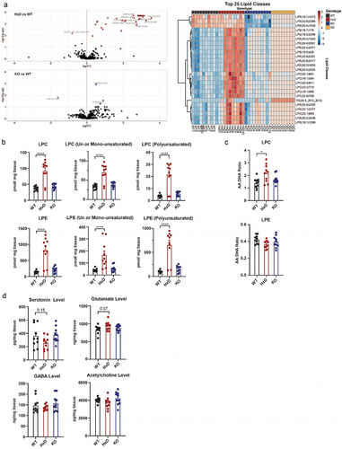 Figure 4. Tet1 HxD accumulates phospholipid LPC/LPE in the cortex while neurotransmitter levels remain intact.