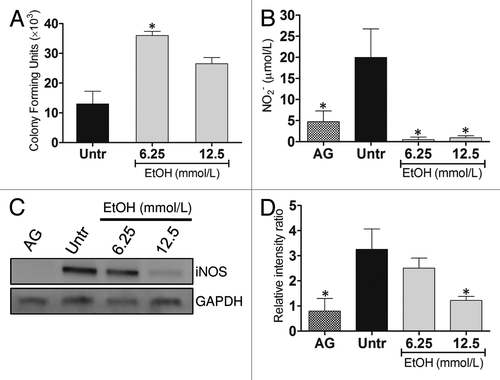 Figure 3. EtOH reduces Ab killing by J774.16 cells. (A) Killing of Ab by J774.16 cells was determined using colony-forming units (CFU) analysis. (B) EtOH inhibits nitric oxide (NO) production by macrophage-like cells. NO production was quantified using the Griess method after J774.16 were untreated or EtOH-treated and co-incubated with LPS for 96 h. For (A and B), bars and error bars denote average of three measurements and standard deviations, respectively. Asterisks denote P value significance (*P < 0.001) calculated by analysis of variance and adjusted by use of the Bonferroni correction. (C) WB analysis of inducible nitric oxide synthase (iNOS) of untreated, aminoguanidine (AG; iNOS inhibitor)-, and EtOH-treated J774.16 cells. (D) Quantitative measurements of individual band intensity in WB in (C) for iNOS. GAPDH was used as a control to determine the relative intensity ratio. Bars are the averages of three independent gel results, and error bars denote standard deviations. Asterisks denote a reduction (*P < 0.001) in the intensity of the band of iNOS compared with GAPDH. The experiments were performed thrice with similar results obtained.