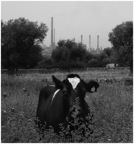 Figure 1. Farm raising Friesian cattle very close to the metallurgic industrial area of Taranto city.