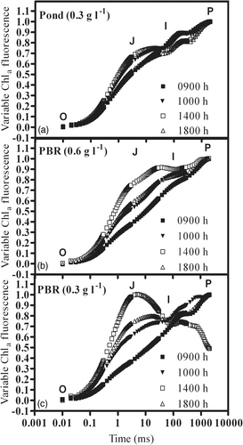 Fig. 6. Changes in relative variable Chl a fluorescence kinetics in P. tricornutum outdoor cultures, in an open pond and tubular photobioreactors recorded at different times of the day in an open pond and tubular photobioreactors (PBR) at different biomass concentrations.