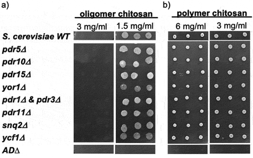 Figure 2. Susceptibility of S. cerevisiae strains with indicated efflux pump gene deletion to chitosan, (a) oligomer and (b) polymer, by agar dilution assay.