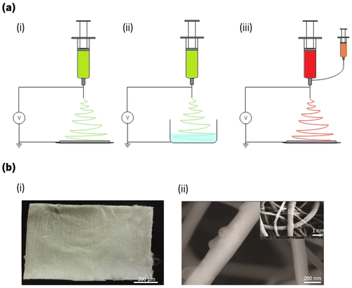 Figure 7. (a) Representation of the different electrospinning approaches, namely (i) wet–dry spinning, (ii) wet–wet spinning and (iii) co-axial electrospinning. (b) Representation of a (i) macroscopic electrospun chitosan fiber mat and (ii) chitosan/hydroxyapatite nanoparticles fibers morphology obtained by SEM with respective insert image at lower magnification.[Citation136]