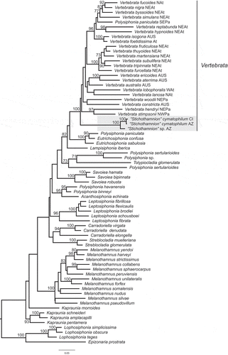 Fig. 1. Maximum likelihood phylogeny of the tribe Streblocladieae based on rbcL sequences. Lineage that consists of samples originally identified as Stichothamnion is shaded. Values at the nodes represent bootstrap support, only shown if ≥ 70. Distribution of species of the genus Vertebrata is indicated: AUS = Australasia, AZ = Azores, CI = Canary Islands, At = Atlantic, NAt = North Atlantic, NEAt = North-eastern Atlantic, WAt = Western Atlantic, NEPa = North-eastern Pacific, NWPa = North-western Pacific; SEPa = South-eastern Pacific