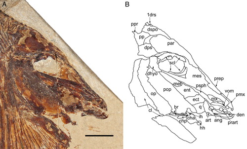 FIGURE 3. Flagellipinna rhomboides, gen. et sp. nov., MNHN.F.HAK2003, holotype, skull and pectoral girdle. A, photograph of the head and anterior region of the body. Photo by J.J.C. B, camera lucida drawing of the skull bones seen in A. Abbreviations: 1drs, first dorsal ridge scale; ang, angular; art, articular; br, branchiostegal rays; cha, anterior ceratohyal; chp, posterior ceratohyal; cl, cleithrum; den, dentalosplenial; dhyo, dermohyomandibular; dps, dermopterosphenotic; dspo, dermosupraoccipital; ect, ectopterygoid; ent, entopterygoid; hh, hypohyal; ih, interhyal; mes, mesethmoid; met, metapterygoid; mx, maxilla; op, operculum; par, parietal; pmx, premaxilla; pop, preoperculum; pp, postparietal; ppr, postparietal process; prart, prearticular; prep, preparietal; psph, parasphenoid; q, quadrate; scl, sclerotic ring; vom, vomer. Scale bar equals 1 cm.